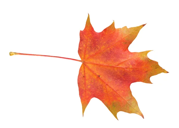 Red maple leaf — Stock Photo, Image