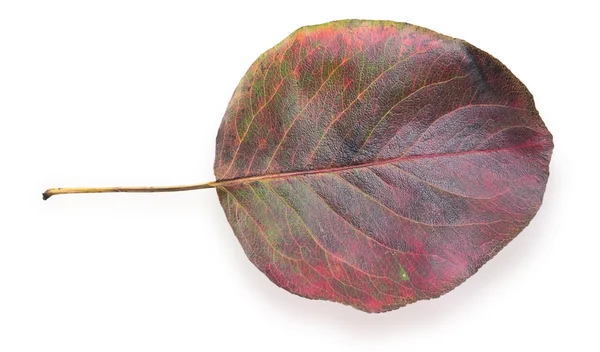 Hoja roja de otoño — Foto de Stock