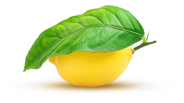 Zitronenfrucht mit Blatt — Stockfoto