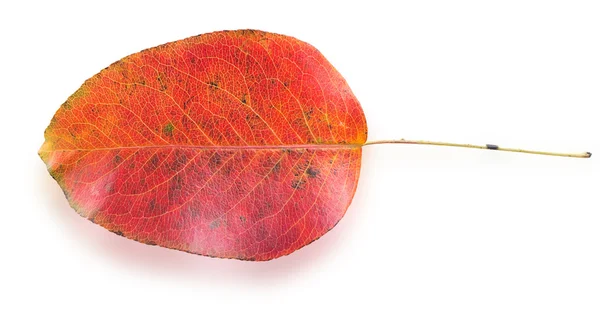 Hoja de otoño colorido — Foto de Stock