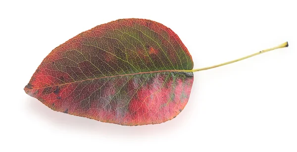 Colorful autumn leaf — Stock Photo, Image