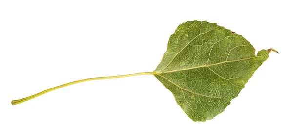 Álamo verde de hoja de otoño — Foto de Stock