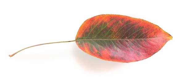 Folha de outono colorida — Fotografia de Stock