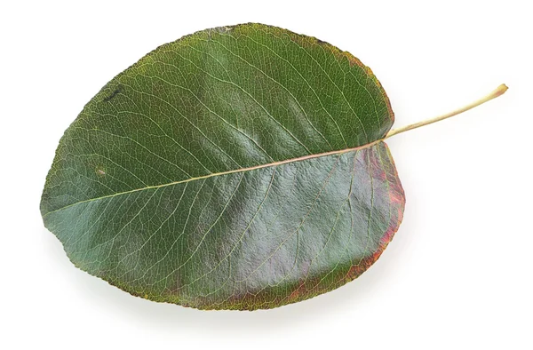 Grünes Herbstblatt — Stockfoto