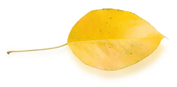 Feuille d'automne jaune — Photo