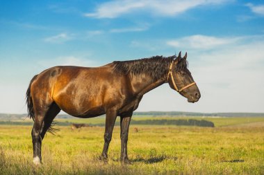 At yeşil çimlerin üzerinde