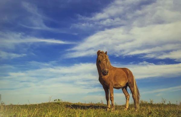 At yeşil çimlerin üzerinde — Stok fotoğraf