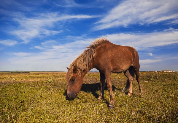 Häst på ett grönt gräs — Stockfoto