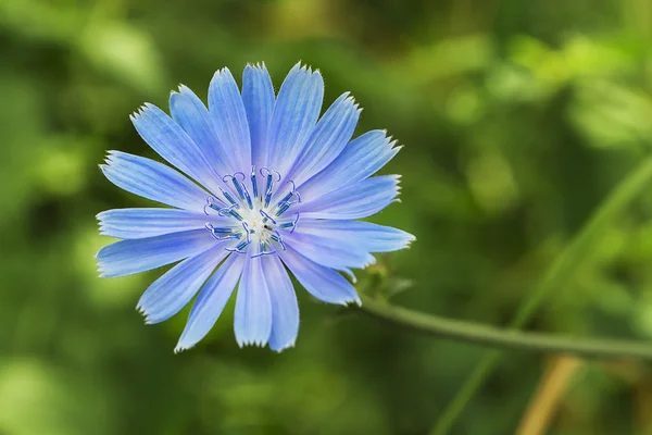 Fleurs de chicorée — Photo