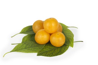 Taze sarı Erik yeşil yapraklarda