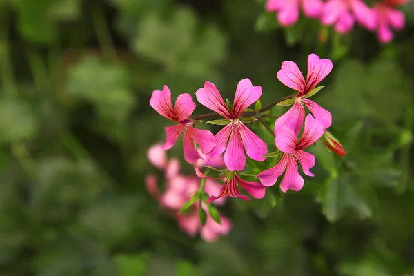 Pink geranium — Stock Photo, Image