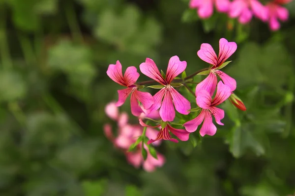 Géranium rose — Photo