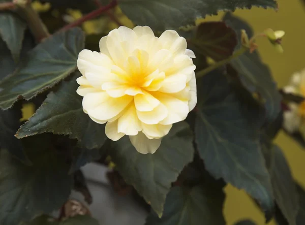 Yellow flower — Stock Photo, Image