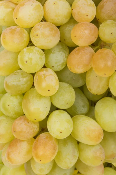 Juicy green grapes close-up — Stock Photo, Image