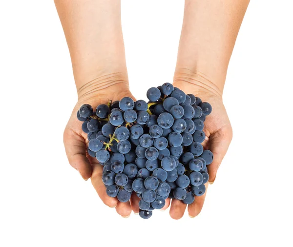 Blue grapes in female hands — Stock Photo, Image