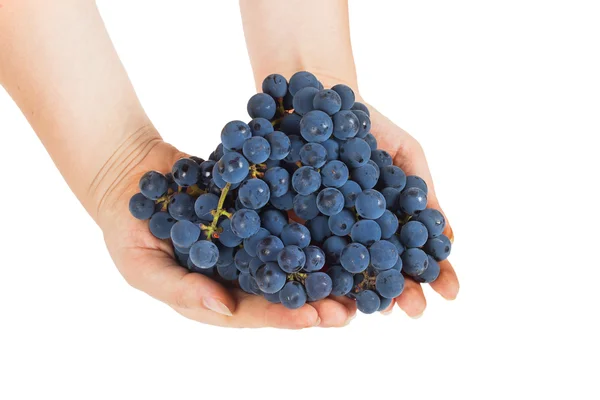 Blauwe druiven in vrouwelijke handen — Stockfoto