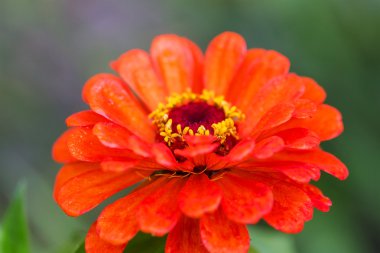 Parlak turuncu Bahçe zinnia