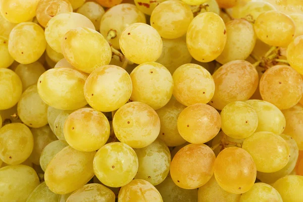 Juicy green grapes close-up — Stock Photo, Image