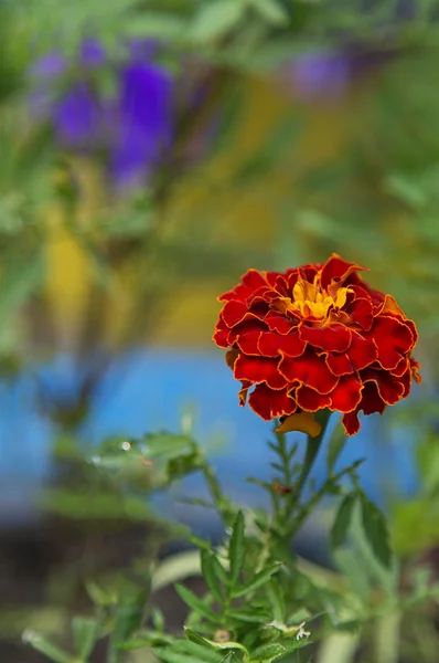 Цветок Мэриголд в саду — стоковое фото