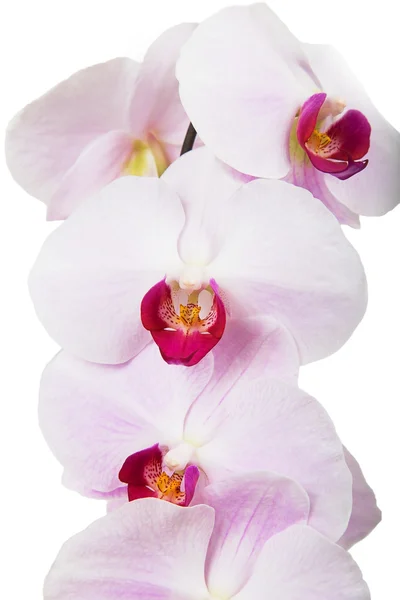 Fiori di orchidea rosa — Foto Stock