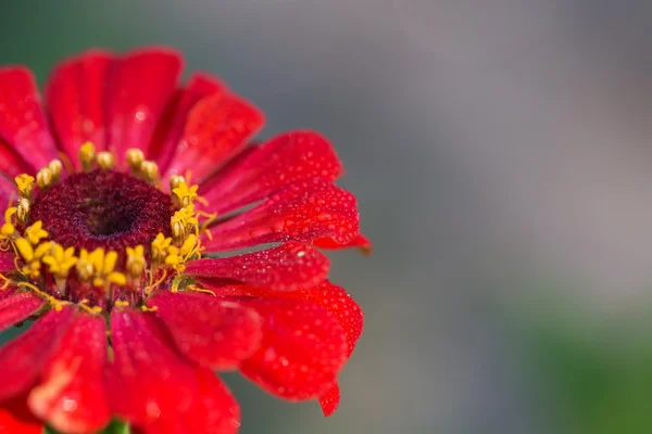 Zářivě Červená zahrada cínie — Stock fotografie