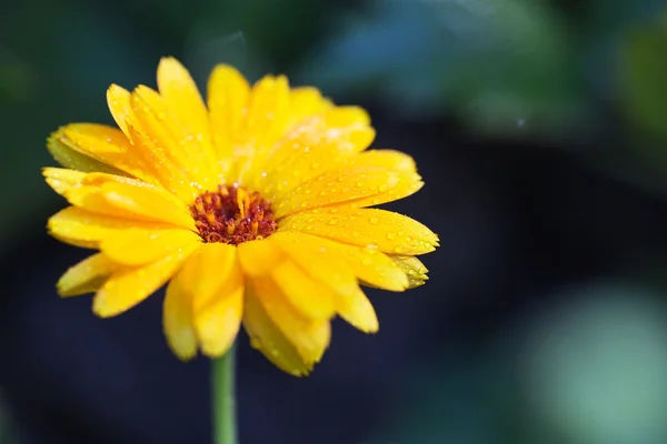 Flor amarilla sobre un fondo verde —  Fotos de Stock