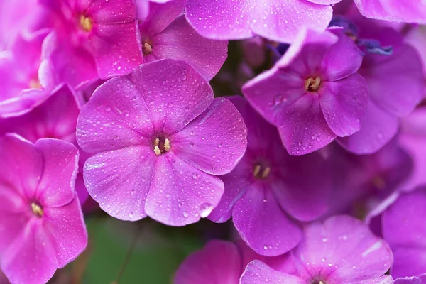 Světle fialové zahradní phlox — Stock fotografie