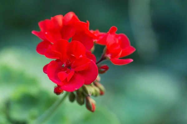 Géraniums rouges — Photo