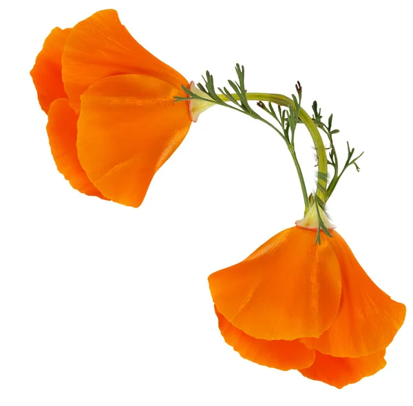 Angolo di due fiori di Eschscholzia californica — Foto Stock