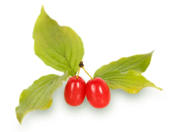 Cornel Berry (Dogwood) with leaves — Stock Photo, Image