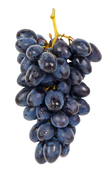 Blue grape — Stock Photo, Image