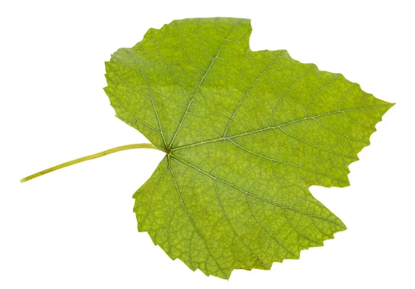 Zielony liść winogronowy — Zdjęcie stockowe