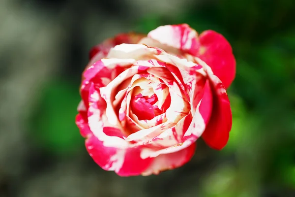 White-pink rose — Stock Photo, Image