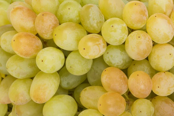 Gros plan sur les raisins verts juteux — Photo