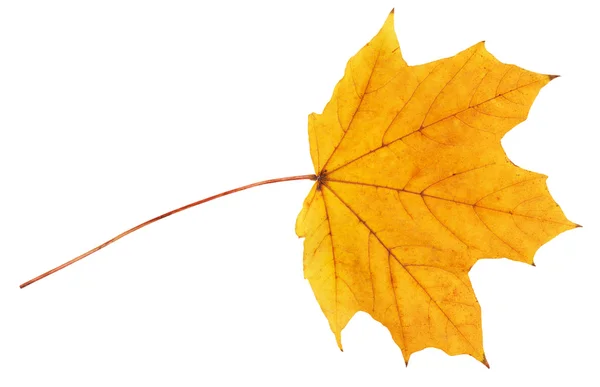 Yellow maple leaf — Stock Photo, Image