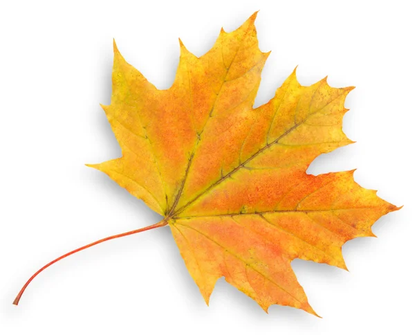 Yellow maple leaf — Stock Photo, Image