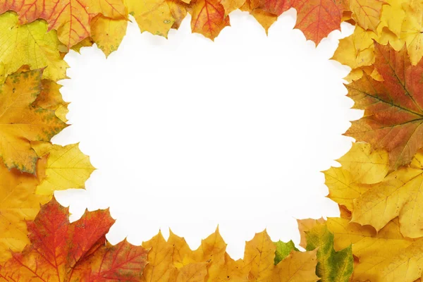 Frame of yellow maple leaves — Stock Photo, Image