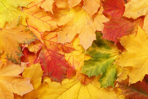 Background of colorful autumn leaves — Stock Photo, Image