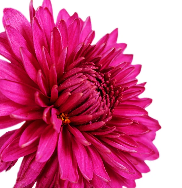 勃艮第的菊花 — 图库照片