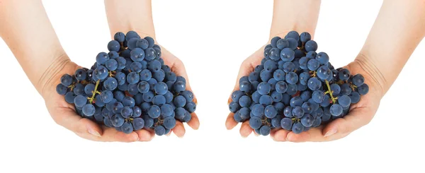 Raisins bleus entre les mains des femmes — Photo