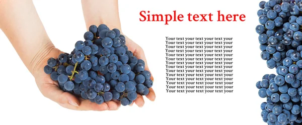 Uvas azuis em mãos femininas com espaço para texto — Fotografia de Stock