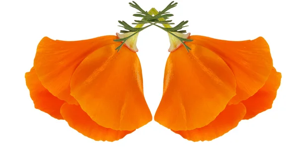 Due fiori di Eschscholzia californica — Foto Stock