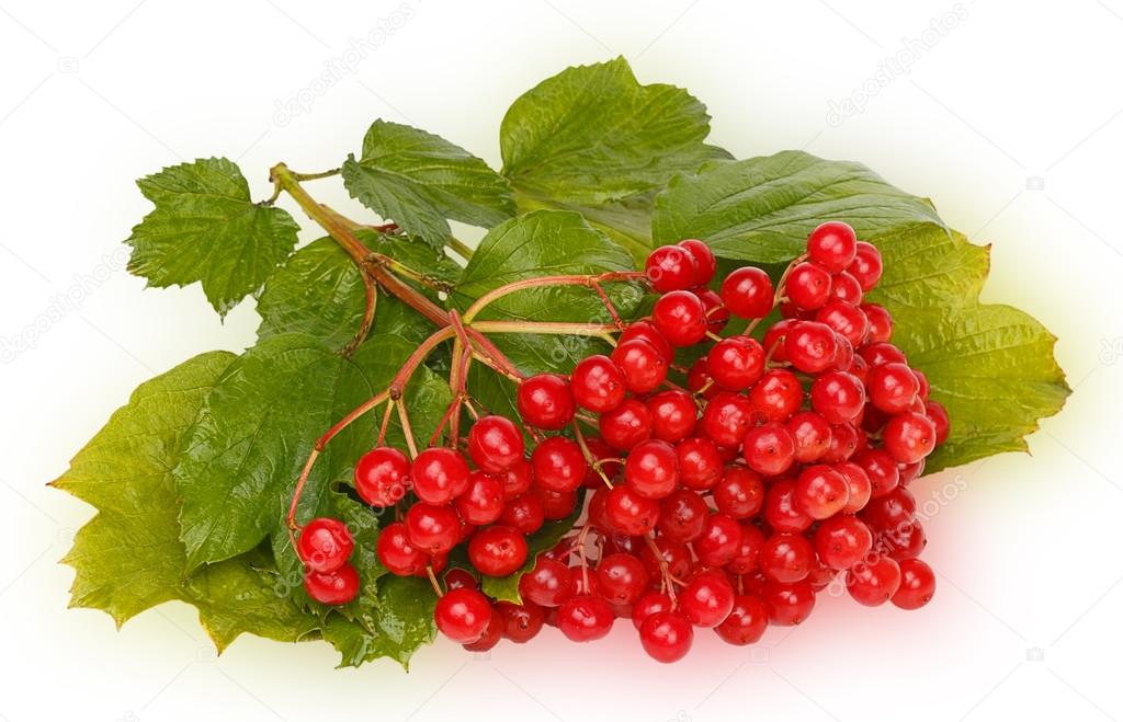 Viburnum twig with leaves