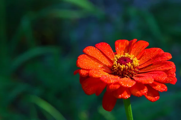 Parlak kırmızı Bahçe zinnia — Stok fotoğraf