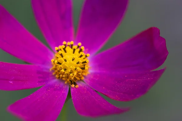 Violette Kosmetikblume — Stockfoto