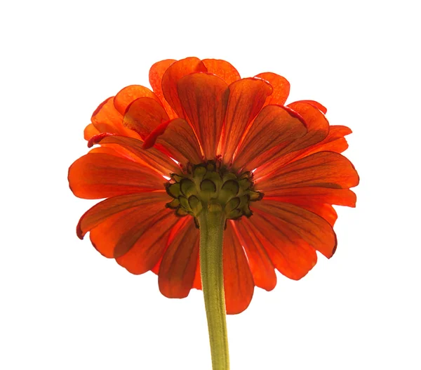 Zinnia primo piano — Foto Stock