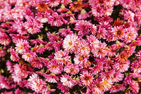 Фон из множества цветов розовых хризантем — стоковое фото