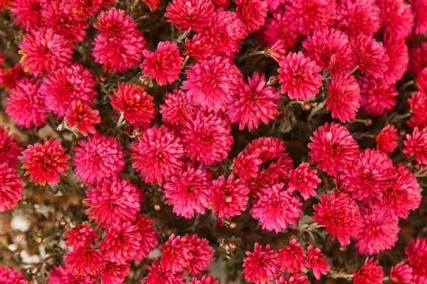 A sok virágok a lila Krizantémok háttér — Stock Fotó