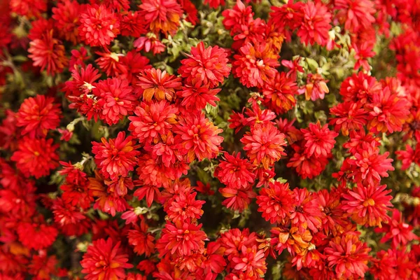 A virágok piros Krizantém egy csomó háttér — Stock Fotó