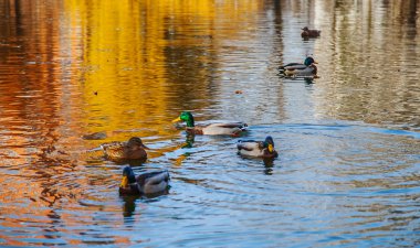 ördekler Gölü'nün su